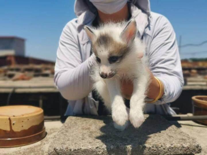 昌黎貉子皮最新价格及市场影响分析